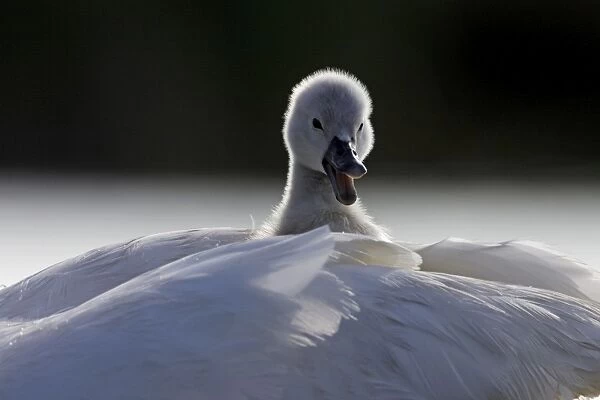 Mute Swans - chick hitching a ride on parent - UK