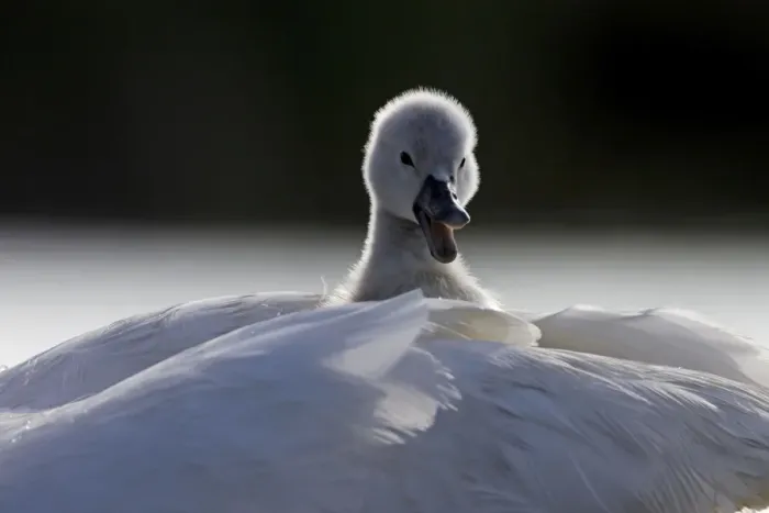 Framed Print : Mute Swans - chick hitching a ride on parent - UK