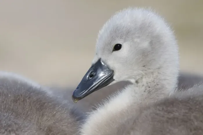 Framed Print : Mute Swans - chick - UK Framed Print : Mute Swans - chick - UK