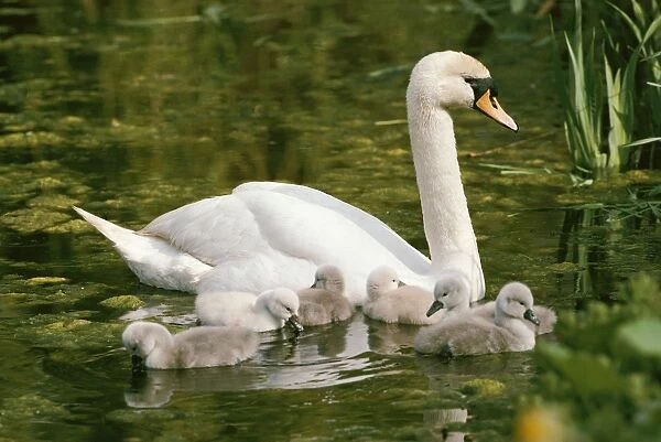 Mute Swans - with cygnets