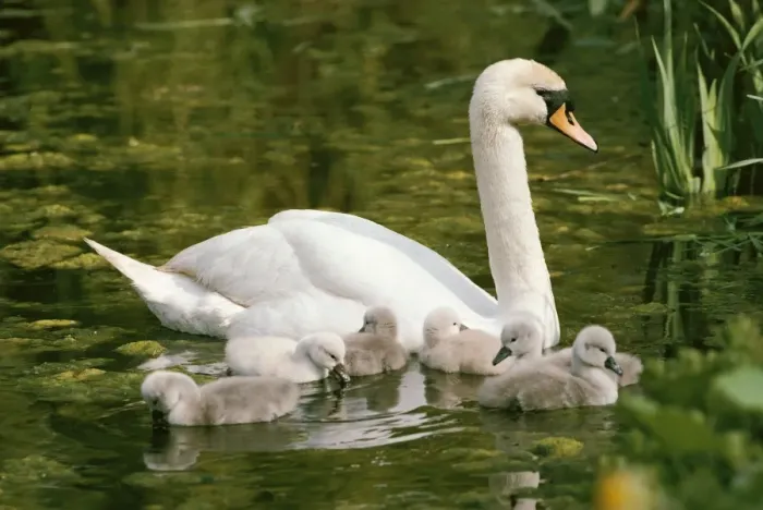 Framed Print : Mute Swans - with cygnets Framed Print : Mute Swans - with cygnets