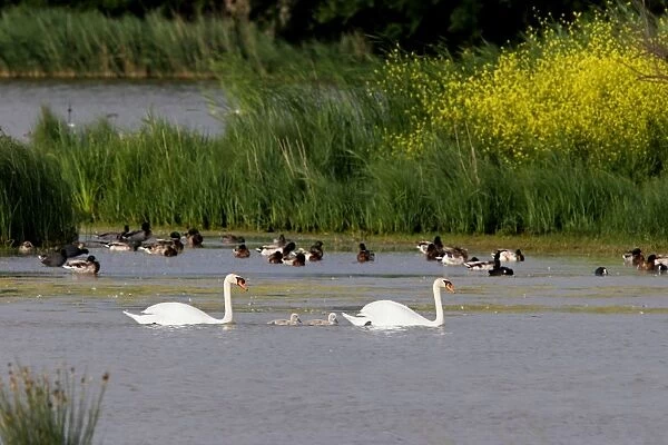 Mute Swans - family in water. Natural reserve of Aiguamolls, Spain