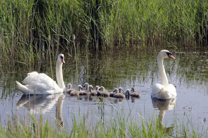 Framed Print : Mute Swans - family in water. Natural reserve of Aiguamolls Framed Print : Mute Swans - family in water. Natural reserve of Aiguamolls
