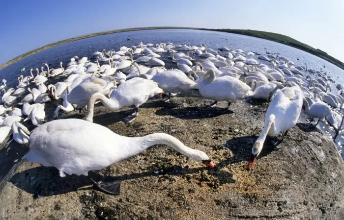Framed Print : Mute Swans feeding - fish-eye lense - Abbotsbury Framed Print : Mute Swans feeding - fish-eye lense - Abbotsbury