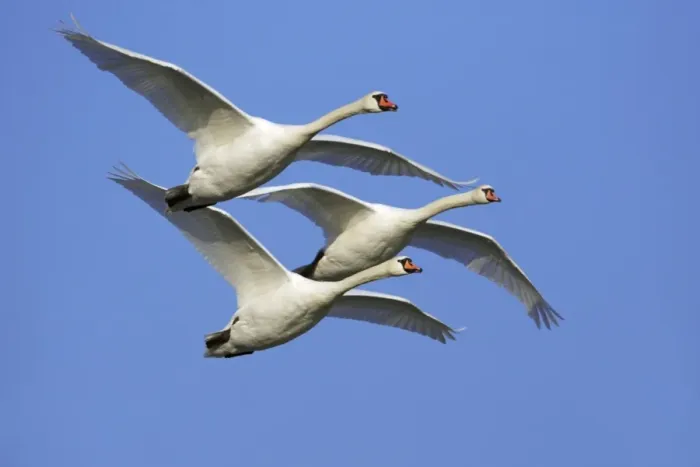 Framed Print : Mute Swans - In flight Lower Saxony, Germany Framed Print : Mute Swans - In flight Lower Saxony, Germany