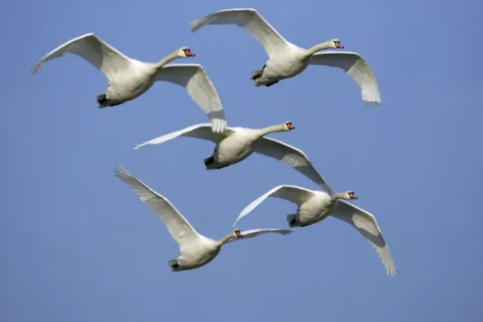 Framed Print : Mute Swans - Flock in flight. Lower Saxony, Germany Framed Print : Mute Swans - Flock in flight. Lower Saxony, Germany
