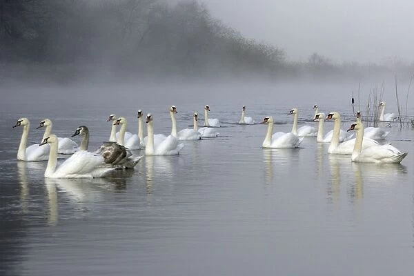 Mute Swans - Gathered on river by misty autumn weather. Hessen, Germany