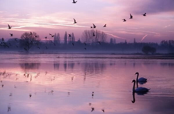 MUTE SWANS - on lake at sunset