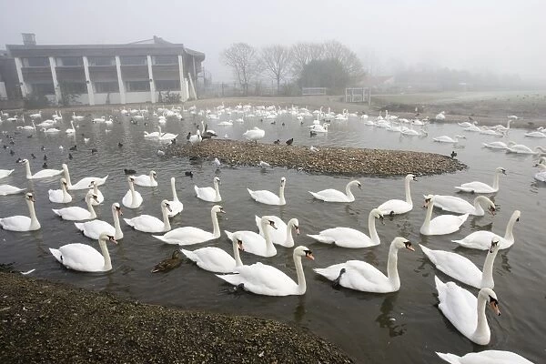 Mute Swans - on lake Wildfowl and Wetland Trust, Slimbridge, UK