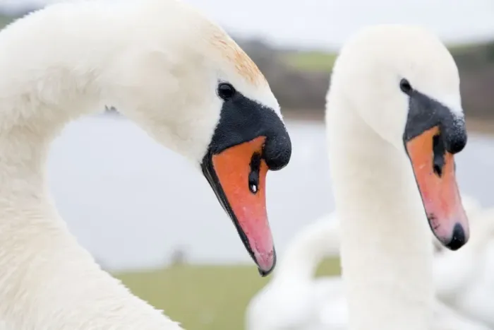 Framed Print : Mute Swans - males - Cornwall - UK Framed Print : Mute Swans - males - Cornwall - UK