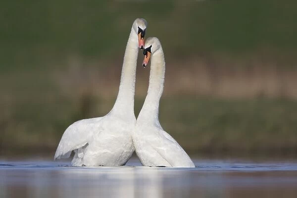 Mute Swans - pair after copulation - showing typical behaviour as the two birds rise up from the water - Cleveland - UK