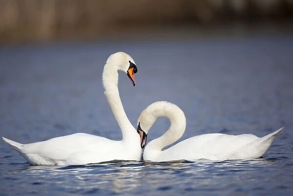 Mute Swans - pair - Cornwall - UK