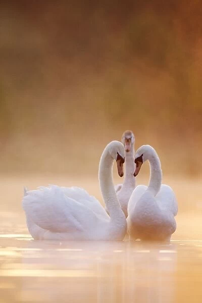 Mute Swans - Pair in courtship behaviour - Back-lit early morning mist rising from the water - Cleveland - UK