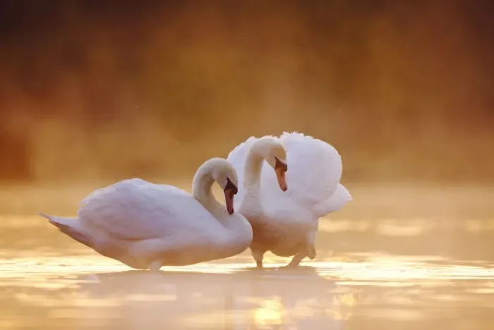 Framed Print : Mute Swans - Pair in courtship behaviour - Back-lit early morning mist rising from the water - Cleveland - UK Framed Print : Mute Swans - Pair in courtship behaviour - Back-lit early morning mist rising from the water - Cleveland - UK