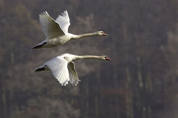 Mute Swans - Pair in flight, autumn-time. Lower Saxony, Germany