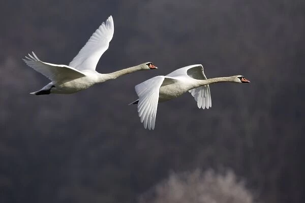 Mute Swans - Pair in flight, autumn-time. Lower Saxony, Germany