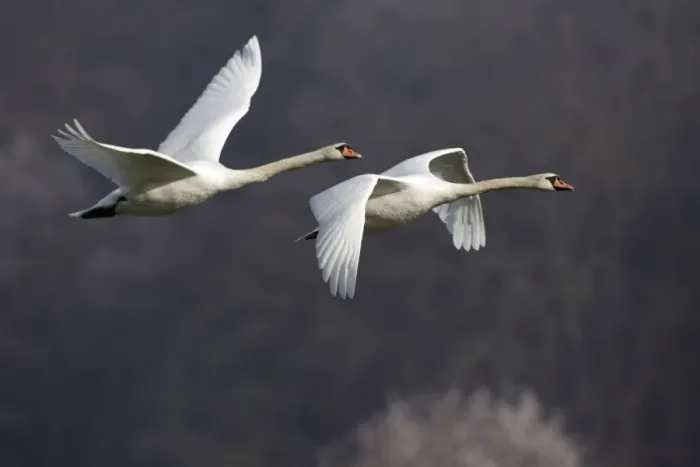 Framed Print : Mute Swans - Pair in flight, autumn-time. Lower Saxony, Germany Framed Print : Mute Swans - Pair in flight, autumn-time. Lower Saxony, Germany