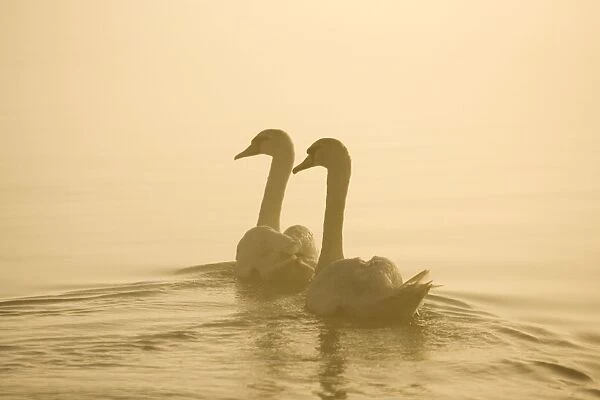 Mute Swans Pair swimming in pre-dawn mist Hickling Broad Norfolk UK