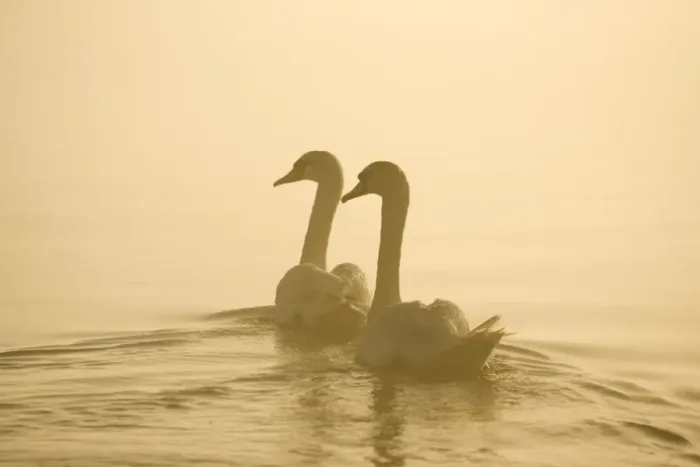 Framed Print : Mute Swans Pair swimming in pre-dawn mist Hickling Broad Norfolk UK