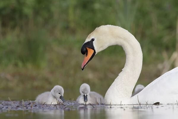 Mute Swans - parent with chicks - Cleveland - UK