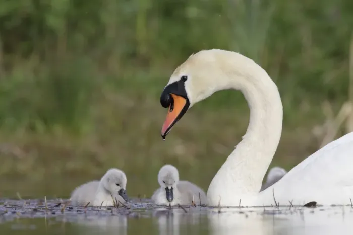 Framed Print : Mute Swans - parent with chicks - Cleveland - UK Framed Print : Mute Swans - parent with chicks - Cleveland - UK