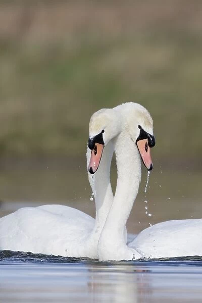 Mute Swans - Pre-copulation display - Showing typical behaviour as the two birds gently wrap their necks around each other while repeatedly dipping their head in the water - Cleveland - UK