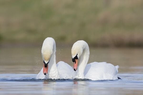 Mute Swans - pre-copulation display - showing typical behaviour as the two birds swim in symmetry - Cleveland - UK