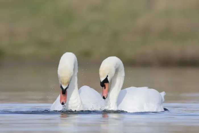 Framed Print : Mute Swans - pre-copulation display - showing typical behaviour as the two birds swim in symmetry - Cleveland - UK Framed Print : Mute Swans - pre-copulation display - showing typical behaviour as the two birds swim in symmetry - Cleveland - UK