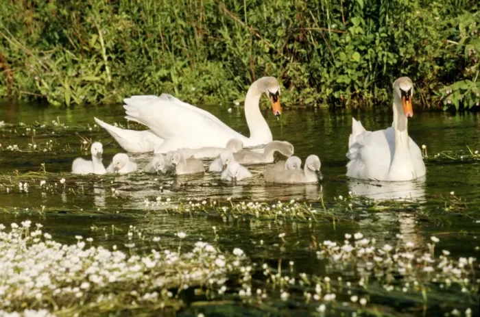 Framed Print : Mute Swans WAT 1644 Family - Male and Female with Cygnets Cygnus olor © M. Watson / ARDEA LONDON Framed Print : Mute Swans WAT 1644 Family - Male and Female with Cygnets Cygnus olor © M. Watson / ARDEA LONDON