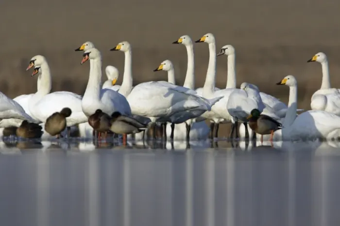 Framed Print : Mute and Whooper Swans (Cygnus cygnus) - Resting on frozen lake in winter. Lower Saxony, Germany Framed Print : Mute and Whooper Swans (Cygnus cygnus) - Resting on frozen lake in winter. Lower Saxony, Germany