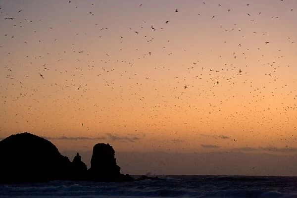 Muttonbird return - hugh numbers of Muttonbird return at dusk to their breeding colony at Cape Woolamai. During the day, they were out at sea feeding. Famous rock formation The Pinnacles is visible in the background - Phillip Island