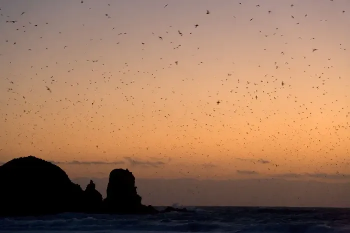 Framed Print : Muttonbird return - hugh numbers of Muttonbird return at dusk to their breeding colony at Cape Woolamai. During the day, they were out at sea feeding. Famous rock formation The Pinnacles is visible in the background - Phillip Island Framed Print : Muttonbird return - hugh numbers of Muttonbird return at dusk to their breeding colony at Cape Woolamai. During the day, they were out at sea feeding. Famous rock formation The Pinnacles is visible in the background - Phillip Island