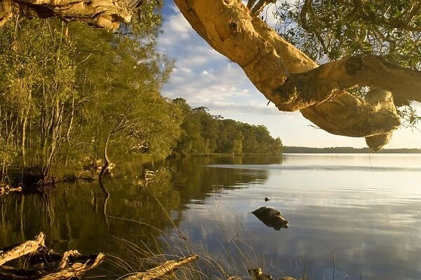 Myall Lakes idyll - evening at a tranquil bay at the Myall Lakes. A low hanging branch of a hugh tree complements the scene - Myall Lakes National Park, New South Wales, Australia