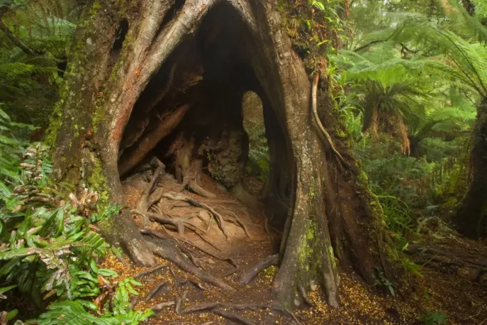 Framed Print : Myrtle Beech - big, massive Myrtle Beech in lush temperate rainforest with different kinds of floor-growing fern and treefern. This tree has such an impressive root system that a child can easily walk through - Mait's Rest Framed Print : Myrtle Beech - big, massive Myrtle Beech in lush temperate rainforest with different kinds of floor-growing fern and treefern. This tree has such an impressive root system that a child can easily walk through - Mait's Rest