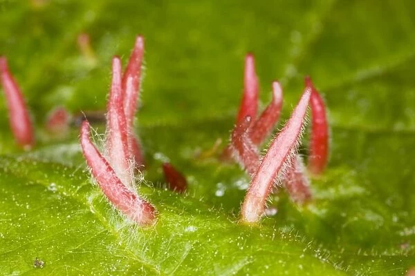 Nail galls on lime leaf, caused by mite Eriophyes tiliae; Dorset