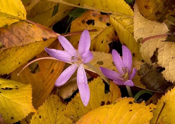 Naked ladies or meadow saffron amongst fallen wild cherry leaves. Autumn