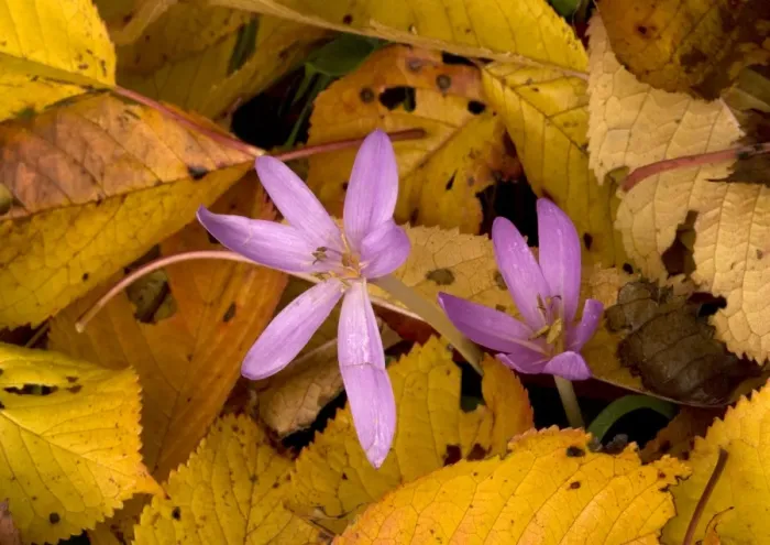 Framed Print : Naked ladies or meadow saffron amongst fallen wild cherry leaves. Autumn Framed Print : Naked ladies or meadow saffron amongst fallen wild cherry leaves. Autumn