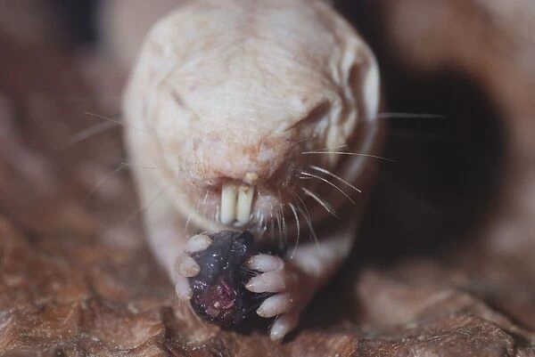 Naked Mole Rat underground. Digs with its incisor teeth. Eating beetle. Blind. Dry areas North East Africa