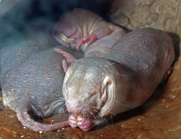 Naked Mole Rats - dry areas, North East Africa