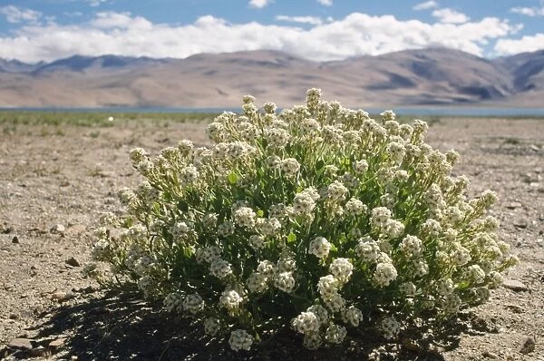 Nakedstem Wallflower Ladakh, India