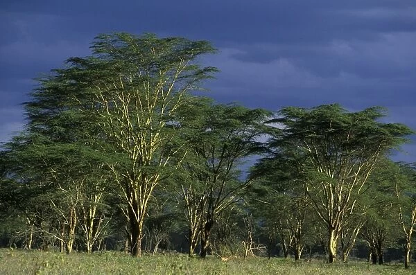 Nakuru National Park Kenya