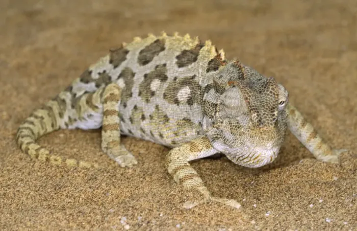 Framed Print : Namaqua Chameleon Framed Print : Namaqua Chameleon