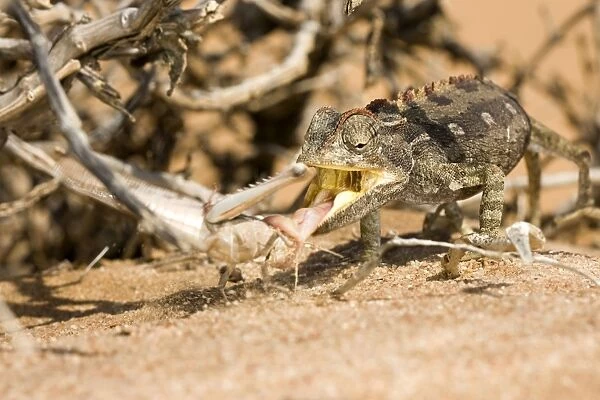 Namaqua Chameleon - In the act of catching a locust - Sequence 2 of 3 -Namib Desert - Namibia - Africa
