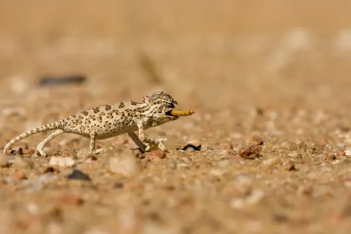 Framed Print : Namaqua Chameleon - Baby catching its prey - Sequence 3 of 3 - Namib Desert - Namibia - Africa Framed Print : Namaqua Chameleon - Baby catching its prey - Sequence 3 of 3 - Namib Desert - Namibia - Africa