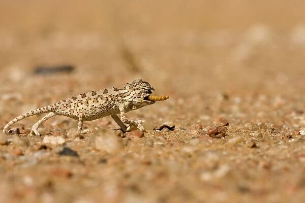 Namaqua Chameleon - Baby catching its prey - Sequence 3 of 3 - Namib Desert - Namibia - Africa