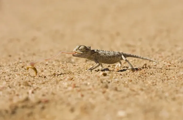 Framed Print : Namaqua Chameleon-Baby catching its prey-side profile Namib Desert-Namibia-Africa Framed Print : Namaqua Chameleon-Baby catching its prey-side profile Namib Desert-Namibia-Africa