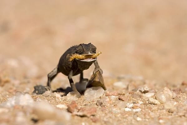 Namaqua Chameleon-Baby with tongue extended catching a grub -black phase - Sequence 3 of 3 - Namib Desert-Namibia-Africa