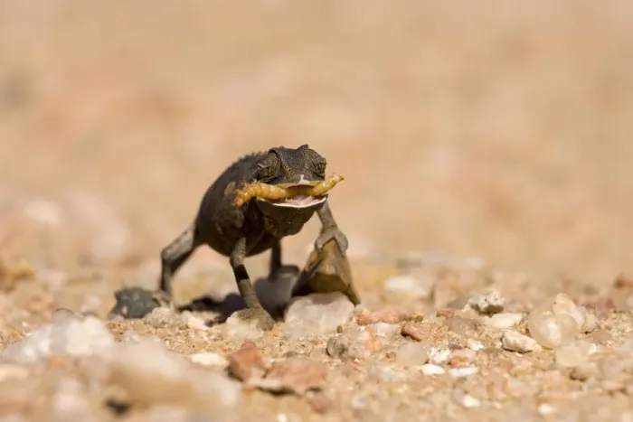 Framed Print : Namaqua Chameleon-Baby with tongue extended catching a grub -black phase - Sequence 3 of 3 - Namib Desert-Namibia-Africa Framed Print : Namaqua Chameleon-Baby with tongue extended catching a grub -black phase - Sequence 3 of 3 - Namib Desert-Namibia-Africa