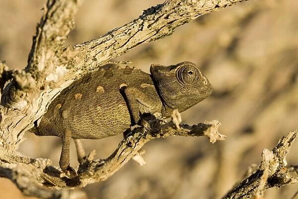 Namaqua Chameleon-Baby waiting for prey- Namib Desert-Namibia-Africa