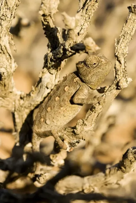 Framed Print : Namaqua Chameleon-Baby waiting for prey- Namib Desert-Namibia-Africa Framed Print : Namaqua Chameleon-Baby waiting for prey- Namib Desert-Namibia-Africa